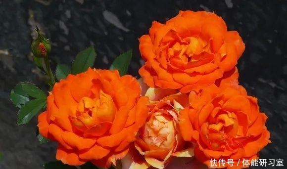 秋天的院子，养点喜欢的花，乐得自在！