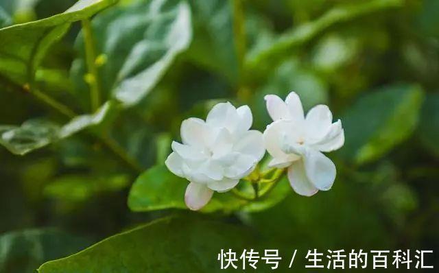 秋老虎|茉莉花立秋后想要复花快又多,怎么管理?这些细节要注意