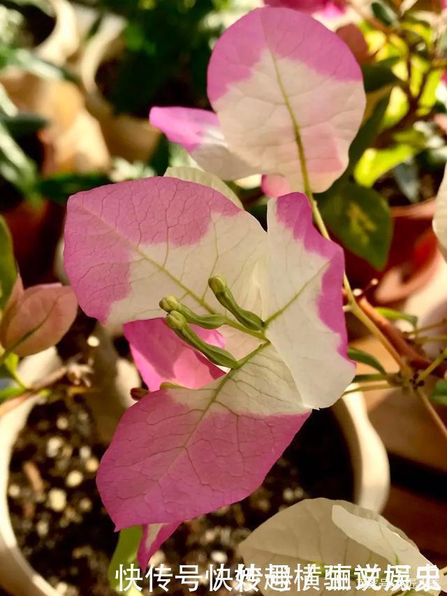 45种三角梅品种,红、橙、黄、绿、白、紫,每一种都很好看!