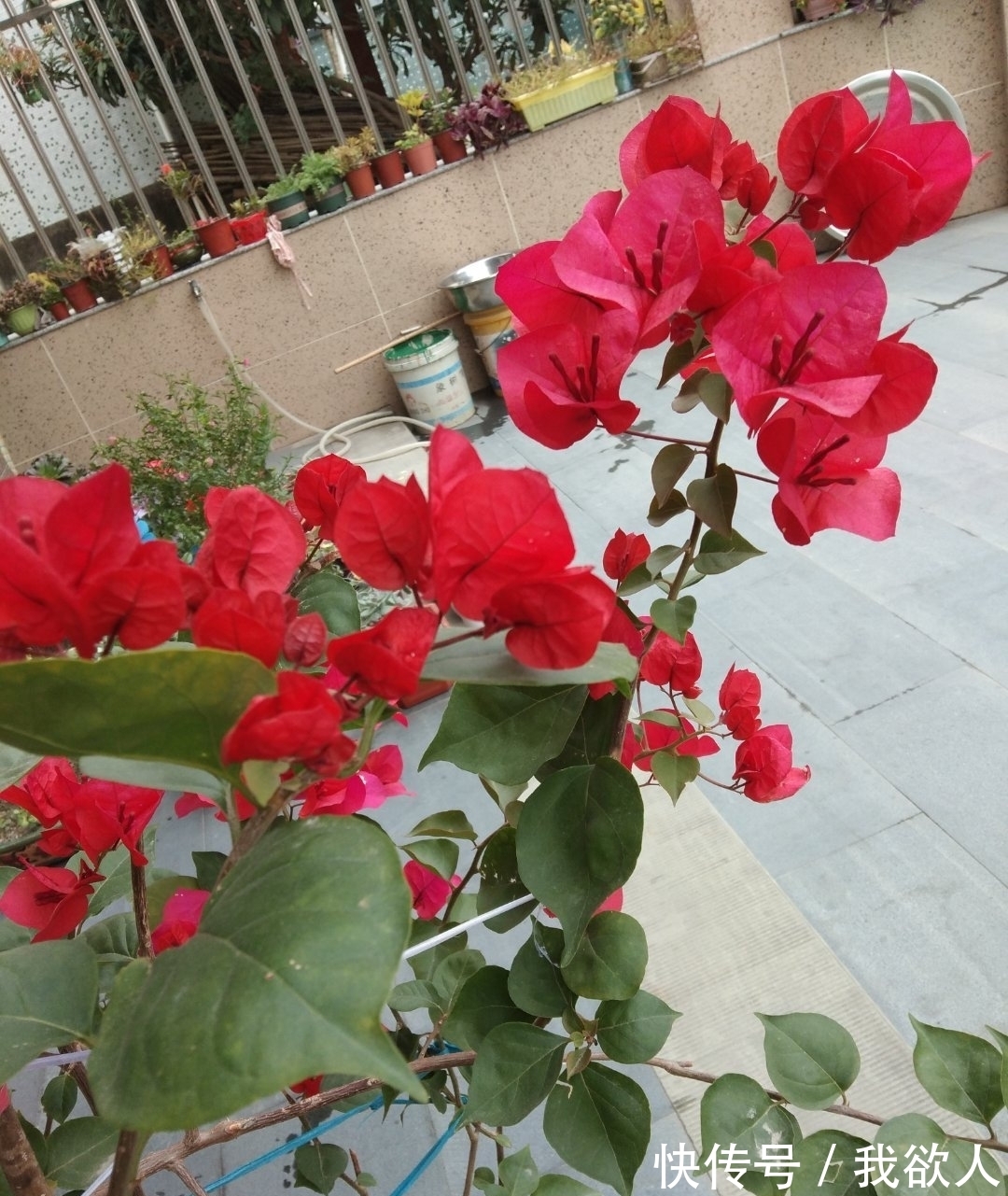 三角梅未开花,入春不妨“虐”着养,“撒欢长”清新怡人小半年