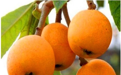 枇杷|人到中年想长寿，多吃的食物，养颜护肤、清理肠道，爱吃就赚了