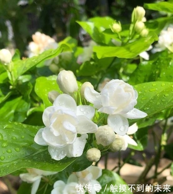 磷酸二氢钾|养花用磷酸二氢钾，不知道这些，花草越长越差！