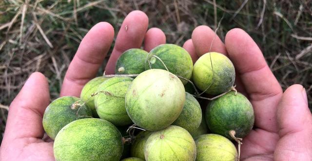 含有|女性延缓衰老,不妨吃这些食物,气色好,远离身体不适,更有魅力
