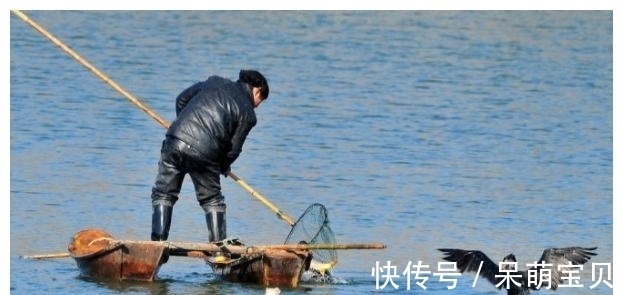 鸬鹚的“悲哀”！巨嘴能生吞3斤大鱼，却不知道鱼的味道