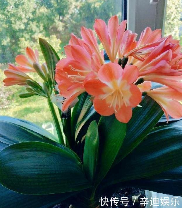 君子兰分“公母”？满足三要素，叶片青翠如折扇，清香宜人小半年