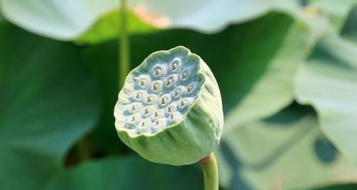 女性不想显老,多吃三种食物,增强抵抗力,排毒养颜,身体棒棒哒