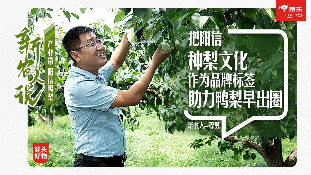 阳信|制定严格品控标准采用无公害肥料 新农人助力阳信鸭梨加速出圈