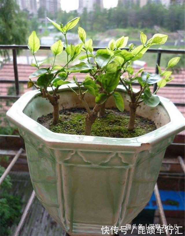 茉莉需润养，这“三位置”留点水，花苞咕噜冒，一次绽放上百朵