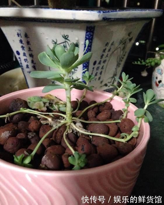 多肉长残的照片,看一次笑一次,根治各种抑郁