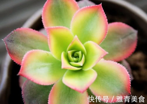 多肉艳日辉怎么养教你3个盆栽小妙招,养出最多彩绚烂的艳日辉