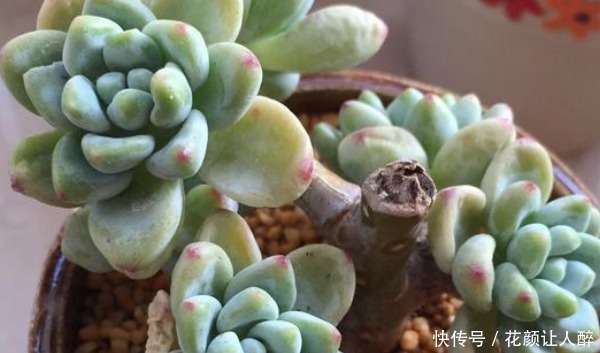 劳尔|最皮实的四种多肉，养到就是赚到，竟然随便养养变成老桩