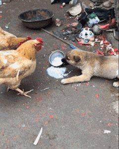 |搞笑GIF:当时就吓懵了 不是说好的只是洗澡吗