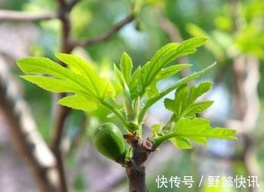 好处|农村一种不起眼的叶子,拿来泡水喝,有此3种好处,女人都喜欢!