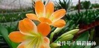 花芽|这种“小东西”给君子兰浇一点,花芽更多,叶子绿的“直冒油”