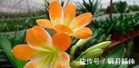 花芽|这种“小东西”给君子兰浇一点，花芽更多，叶子绿的“直冒油”