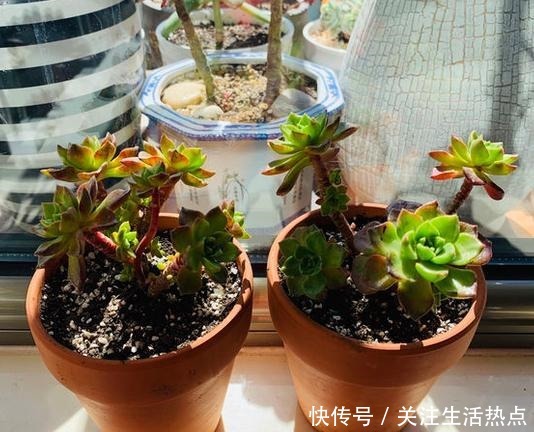 把蒂亚养出群生状态,我总算学会了!