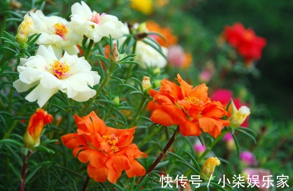 沙漠玫瑰沙漠玫瑰|居家养花，此几款夏季必养花，超级好养，分分钟养爆盆，花开绚丽