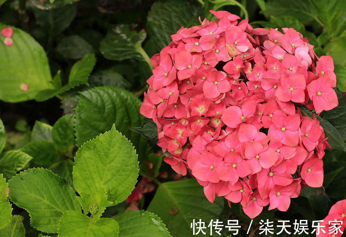 此花寓意“八仙过海,各显神通”,观赏价值极高,代表着健康