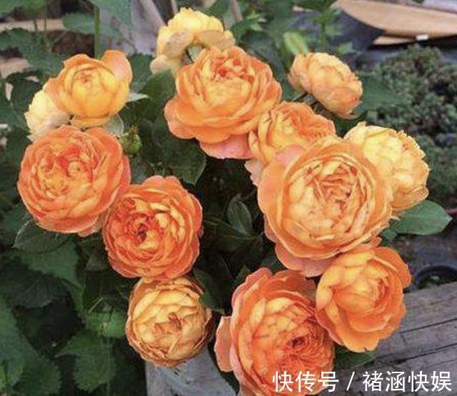 月季、茉莉花有蚜虫用上“3个技巧”,统统都消灭,太实用!