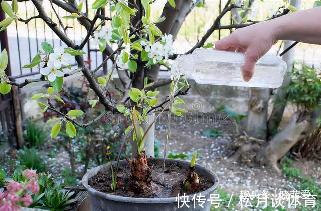 容易把花浇死的“6种水”,浇一盆死一盆,很多人都在用