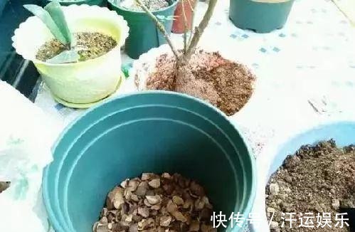 养花|花盆里垫上5样东西,连营养土都不用买,植物不烂根花朵爆盆