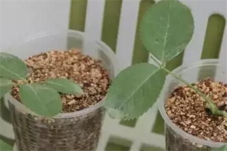 2种“扦插法”,养花人都学学,谁插都活,新手也能“插满根”