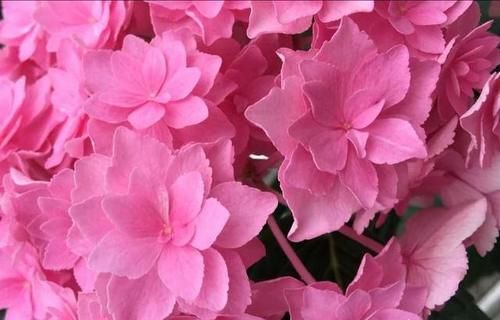 第一年种的绣球，开花太多需要剪掉些吗？