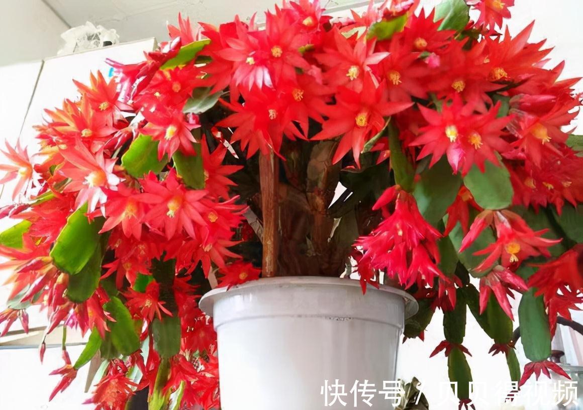 它虽然不是蟹爪兰，但是一样好养、开花很耐看