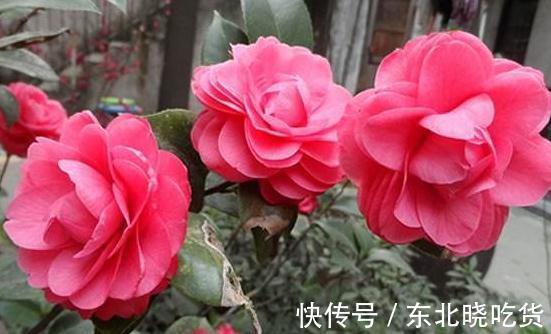 入冬后,家里的文竹,茶花总掉叶,学会这些小方法,让叶子更油绿