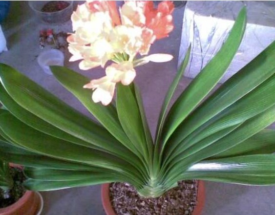 花盆里倒点“白色溶液”，君子兰越长越肥厚，一年开了3次花！