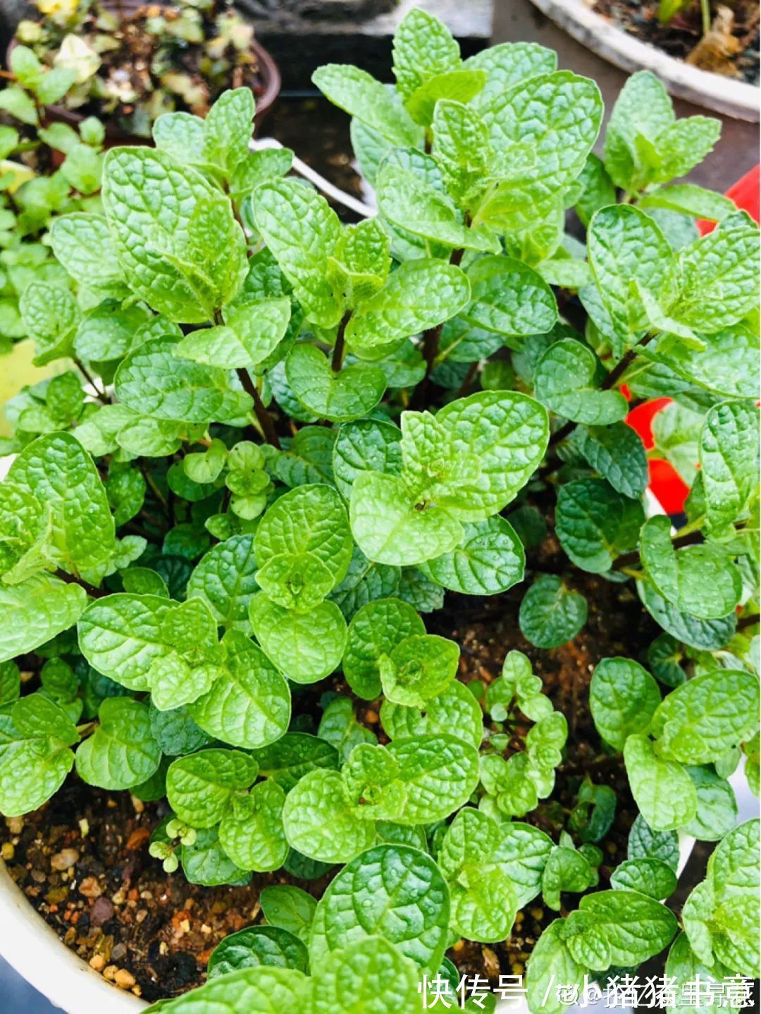 天竺葵|超好养的18种植物,第一名竟然是它!绿萝只能排倒数