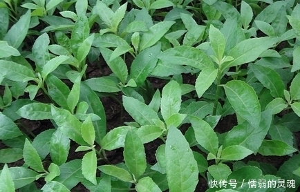 乌塌菜|农村路边地里这四大野菜,吃过三种是农村人,全部没吃过是城市人