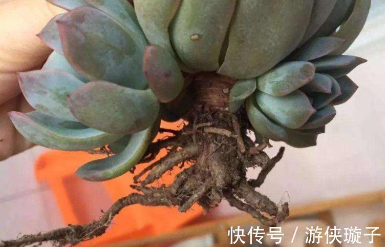 冬日养多肉,怎么防治黑腐病?王大爷:紧抓这3项工作