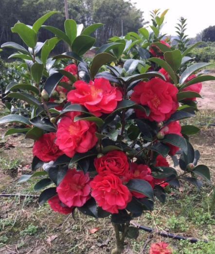 秋天|秋天定要养棵四季茶花,花大色艳美极了,一次能开20朵,值得拥有