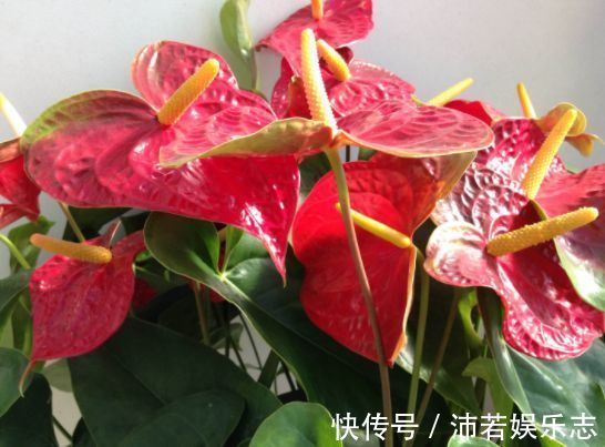 宠爱|喜欢养玫瑰，就试试“优良名品”宠爱小姐，色泽光亮，极为少见！