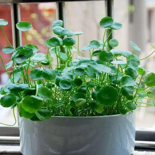 铜钱草长得“快与慢”,施肥不重要,关键在“摆放”!