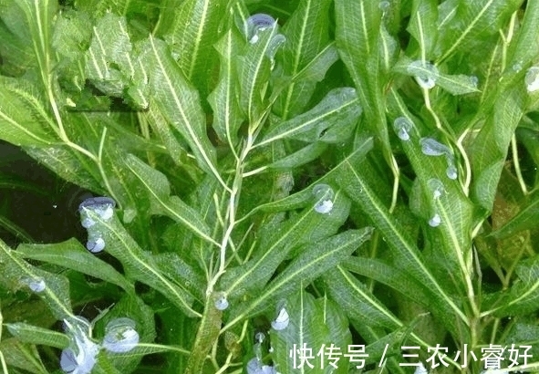 农村这种让农民厌恶的野草 市面上8块钱一斤 一年能卖5000多块钱 快资讯 农村这种让农民厌恶的野草 市面上8块钱一斤 一年能卖5000多块钱 快资讯