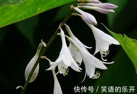 养花试试这几款,充足的光线使其长时间开花,花香会非常浓郁