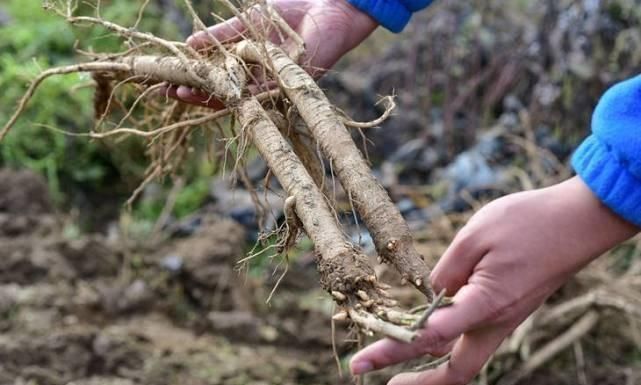 排骨|黄芪与它是“绝配”,坚持用3物泡水喝,还你“婴儿肝”