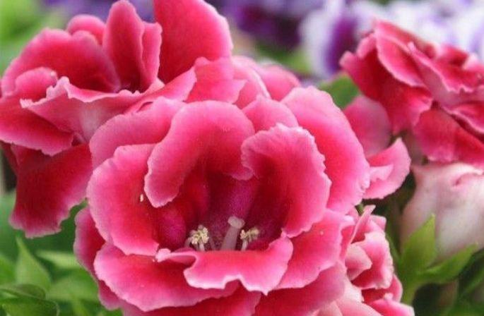 玫瑰花界|养花就养4种花，家里养一盆，开花漂亮花期长，美翻了