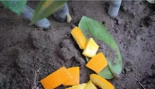 晾干|橘子皮晒一晒,养花用的上,有3大好处,解决一切养花难题