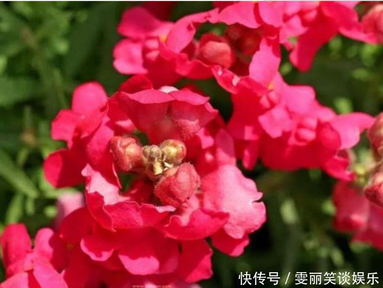 金鱼草|4种花养在家里,一整年都有好运气,开花漂亮财运来,一养就上瘾