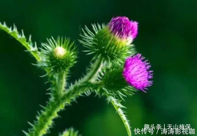 农村常见的野草,叶子长满了刺,是药食同源的植物,浑身是宝