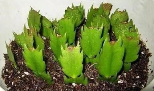 四种花一年四季能插扦,生根很容易,掌握方法才是重点