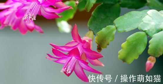 高温下想要蟹爪兰不烂根不掉叶,这么养就对啦