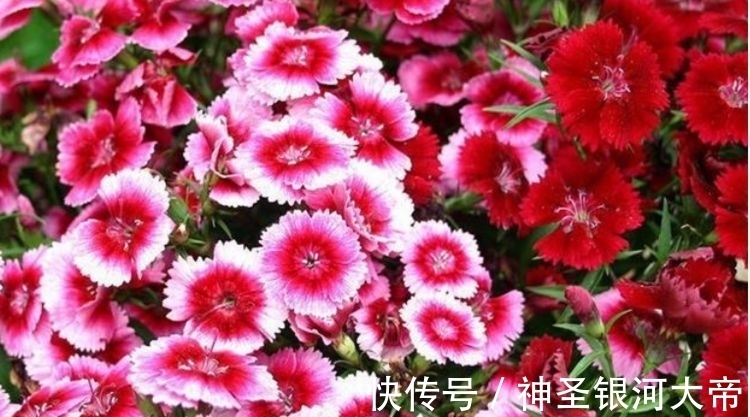 对待新手超友好的花卉，妖艳妖娆，层层交叠，烂漫迷人眼