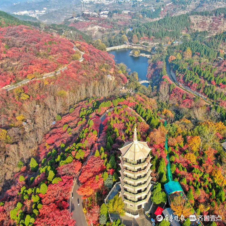 齐鲁壹点|层林尽染满山秋！壹点情报员带你俯瞰济南红叶谷，赏金秋醉美时刻