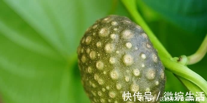 玉米地|此物农村玉米地里随处可见,有网友出价3千元,看啥情况?