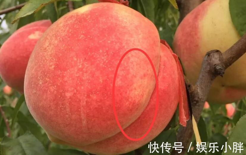 准能|夏天桃子的挑选方法,记住5点,准能买到好吃的桃子