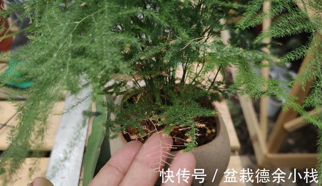 盆栽文竹容易焦叶枯萎,从4点入手,避免就能养“繁茂”